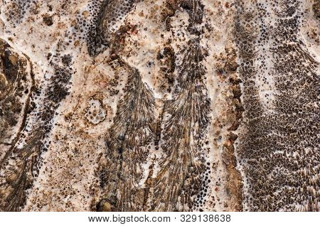 Natural Drawing Of Coastal Coral Stone. Natural Abstract Texture.