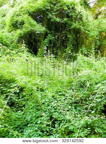 Wild Nature, Ivy Leaves As Nature Background. Balkan Flora, Macedonia, Galicica Park.