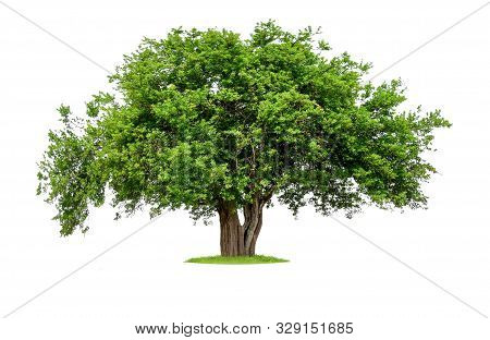 Single Tree With Clipping Path