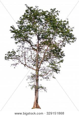 Single Tree With Clipping Path