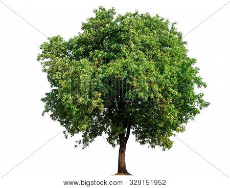 Isolated Single Tree