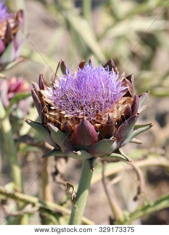 Big Purple Flower Of Ripe Artichoke In Summer