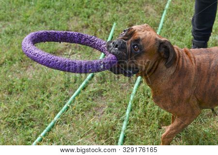 Summer Outdoors Portrait Of Geman Boxer Dog On Hot Sunny Day. Brown Tiger With Brindle Colored Boxer