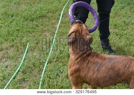 Summer Outdoors Portrait Of Geman Boxer Dog On Hot Sunny Day. Brown Tiger With Brindle Colored Boxer