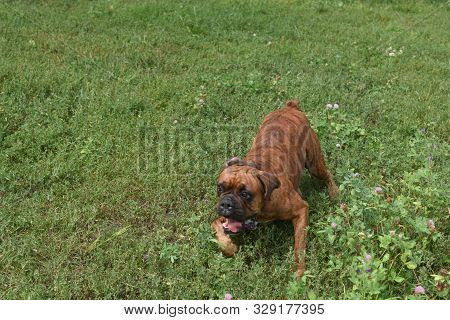 Summer Outdoors Portrait Of Geman Boxer Dog On Hot Sunny Day. Brown Tiger With Brindle Colored Boxer