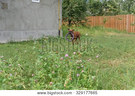 Summer Outdoors Portrait Of Geman Boxer Dog On Hot Sunny Day. Brown Tiger With Brindle Colored Boxer
