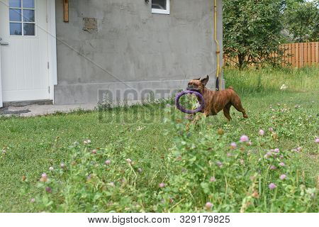 Summer Outdoors Portrait Of Geman Boxer Dog On Hot Sunny Day. Brown Tiger With Brindle Colored Boxer
