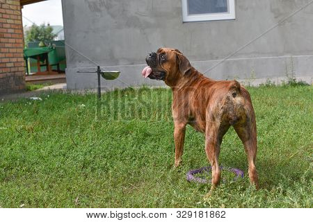Summer Outdoors Portrait Of Geman Boxer Dog On Hot Sunny Day. Brown Tiger With Brindle Colored Boxer