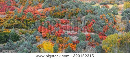 Panoramic view of fall foliage in rocky mountains at Kebler pass