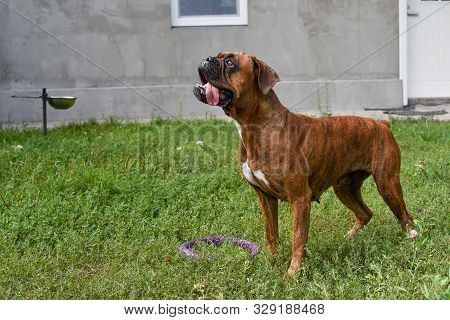 Summer Outdoors Portrait Of Geman Boxer Dog On Hot Sunny Day. Brown Tiger With Brindle Colored Boxer