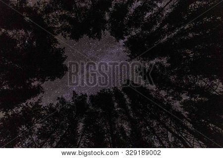 Night Starry Sky In Autumn Forest.pine Forest.