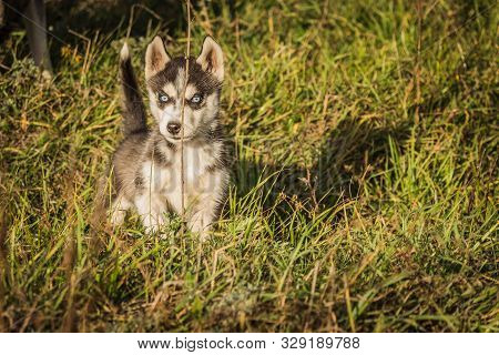 Puppies Breed Siberian Husky Black And White Gray