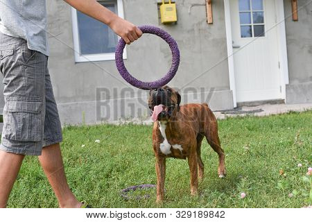 Summer Outdoors Portrait Of Geman Boxer Dog On Hot Sunny Day. Brown Tiger With Brindle Colored Boxer