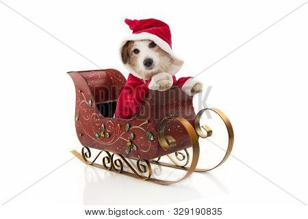 Santa Claus Dog Costume Inside A Sleigh At Christmas Holidays. Isolated On White Background