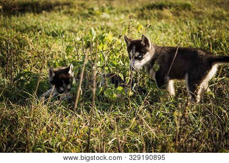 Puppies Breed Siberian Husky Black And White Gray.