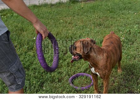 Summer Outdoors Portrait Of Geman Boxer Dog On Hot Sunny Day. Brown Tiger With Brindle Colored Boxer