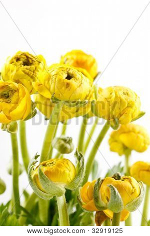 Ranunculus giallo