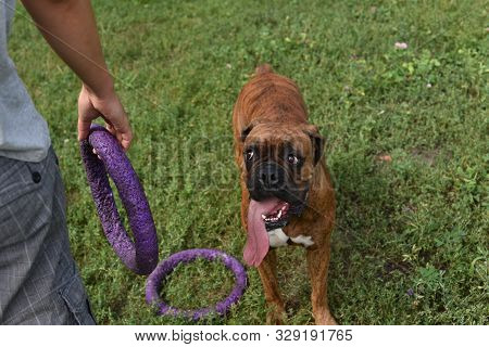 Summer Outdoors Portrait Of Geman Boxer Dog On Hot Sunny Day. Brown Tiger With Brindle Colored Boxer