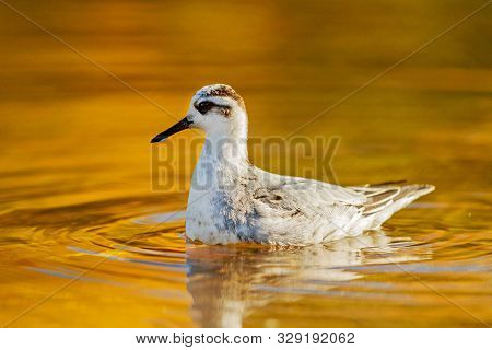 Grey Phalarope Floating In Circles On An Autumn River