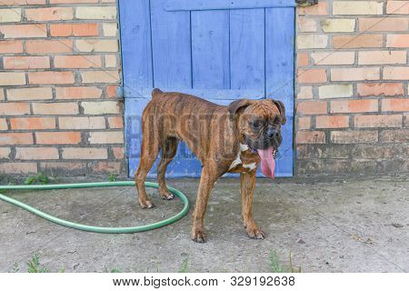 Summer Outdoors Portrait Of Geman Boxer Dog On Hot Sunny Day. Brown Tiger With Brindle Colored Boxer
