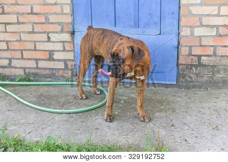 Summer Outdoors Portrait Of Geman Boxer Dog On Hot Sunny Day. Brown Tiger With Brindle Colored Boxer