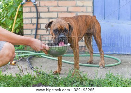Summer Outdoors Portrait Of Geman Boxer Dog On Hot Sunny Day. Brown Tiger With Brindle Colored Boxer