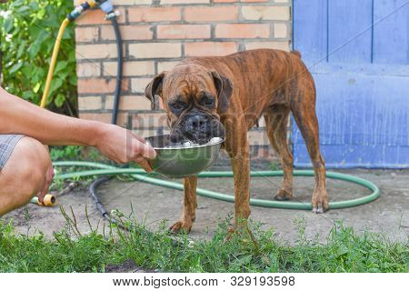 Summer Outdoors Portrait Of Geman Boxer Dog On Hot Sunny Day. Brown Tiger With Brindle Colored Boxer