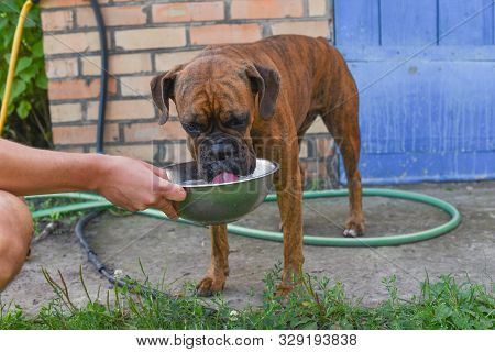 Summer Outdoors Portrait Of Geman Boxer Dog On Hot Sunny Day. Brown Tiger With Brindle Colored Boxer