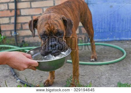 Summer Outdoors Portrait Of Geman Boxer Dog On Hot Sunny Day. Brown Tiger With Brindle Colored Boxer