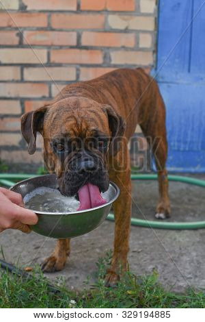 Summer Outdoors Portrait Of Geman Boxer Dog On Hot Sunny Day. Brown Tiger With Brindle Colored Boxer