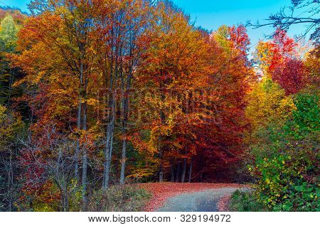 Autumn In Buila Vanturarita, Carpathian Mountains, Romania. Vivid Fall Colors In Forest. Scenery Of 