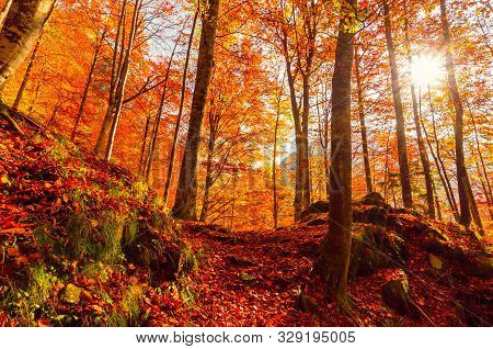 Autumn In Buila Vanturarita, Carpathian Mountains, Romania. Vivid Fall Colors In Forest. Scenery Of 