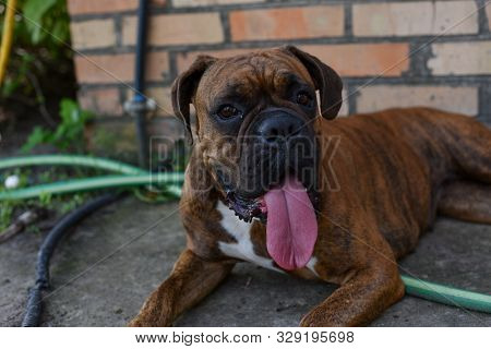 Summer Outdoors Portrait Of Geman Boxer Dog On Hot Sunny Day. Brown Tiger With Brindle Colored Boxer