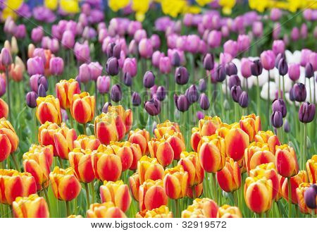 Farverige hav af smukke tulipaner i fuldt flor