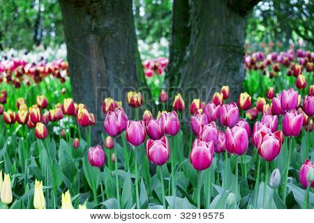 Farverige hav af smukke tulipaner i fuldt flor