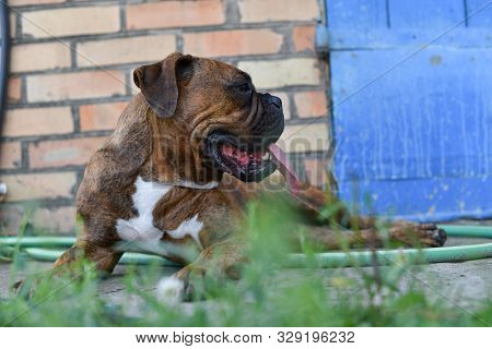 Summer Outdoors Portrait Of Geman Boxer Dog On Hot Sunny Day. Brown Tiger With Brindle Colored Boxer