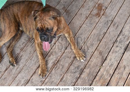 Summer Outdoors Portrait Of Geman Boxer Dog On Hot Sunny Day. Brown Tiger With Brindle Colored Boxer