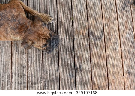 Summer Outdoors Portrait Of Geman Boxer Dog On Hot Sunny Day. Brown Tiger With Brindle Colored Boxer
