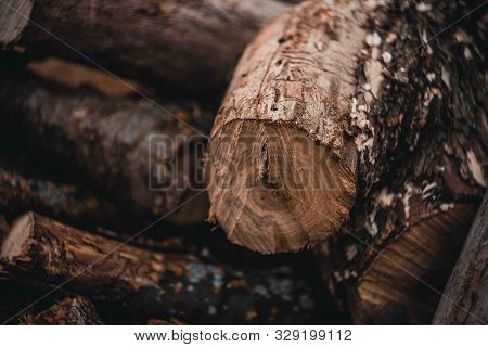 Wood Harvesting In The Russian Village.sawn Dry Trees.