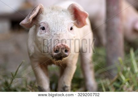 Animal Portrait Of Cute Little Piglet, Domestic Pig Breeding.