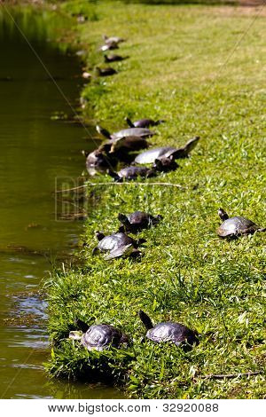 Grupo tortuga