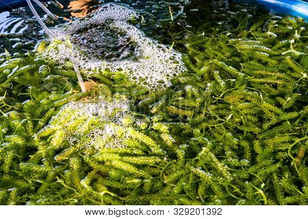 Bunch Of Seaweed In Farm With Aeration .bunch Of Seaweed Or Sea Grapes.it Is A High-fiber, Low-calor