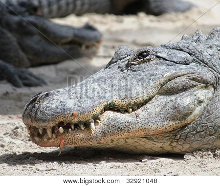 Aligátor Americano en el Parque Nacional de Everglades, Florida