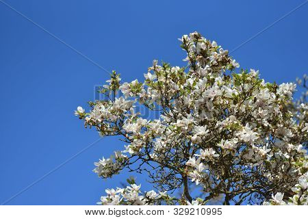 The Dense Flowering Of White Magnolia Against The Blue Sky, Many Large Flowers During The Flowering 