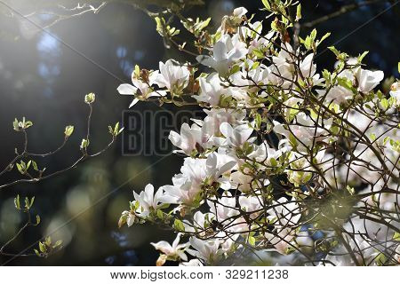 The Dense Flowering Of White Magnolia, Many Large Flowers On The Branches During The Flowering Of Ma