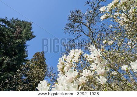 The Dense Flowering Of White Magnolia Against The Blue Sky, Many Large Flowers During The Flowering 