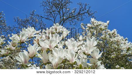 The Dense Flowering Of White Magnolia Against The Blue Sky, Many Large Flowers During The Flowering 