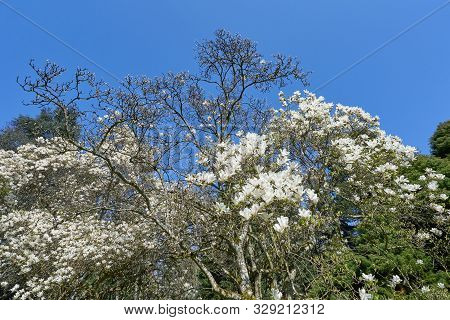 The Dense Flowering Of White Magnolia Against The Blue Sky, Many Large Flowers During The Flowering 