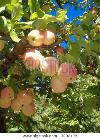 Apple Tree pronto para a colheita