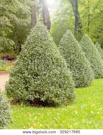 Pyramid Of The European Privet Ligustrum Vulgare, Deciduous Bushes Of The Privet Trimmed In The Shap